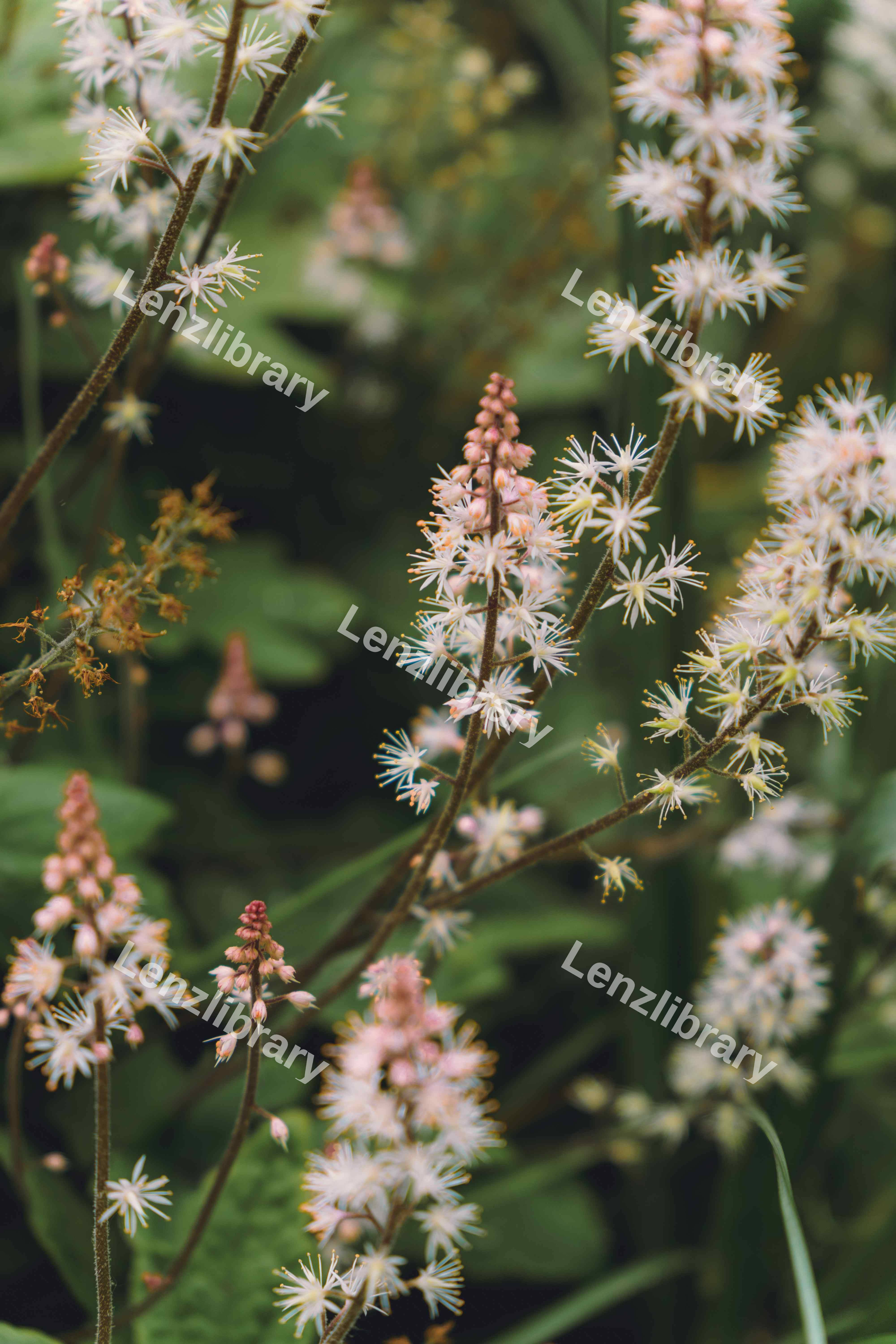 Tiarella